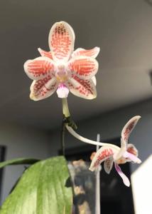 Phalaenopsis Seto Pixie