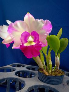 Rhyncholaeliocattleya Ho Hsing Walker