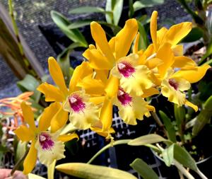 Enanthleya Jackie Bright