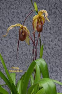 Phragmipedium Nitidissimum