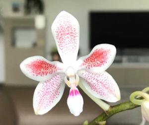 Phalaenopsis Seto Pixie