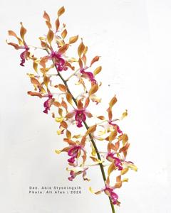 Dendrobium Anis Styoningsih