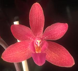 Renanthopsis Taiwan Purple Gem