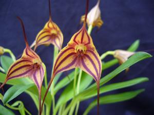 Masdevallia Tuakau Candy