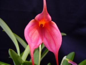 Masdevallia Teipels Glandufalc