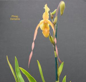 Phragmipedium Demetria