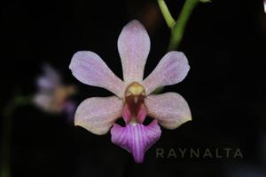 Phalaenopsis Tiny