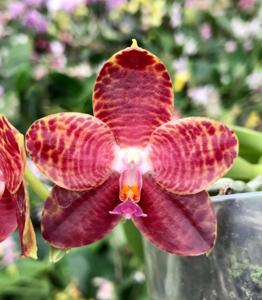 Phalaenopsis LD Giga King