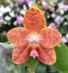 Phalaenopsis LD Giga King