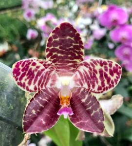 Phalaenopsis LD Giga King