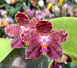 Phalaenopsis LD Giga King