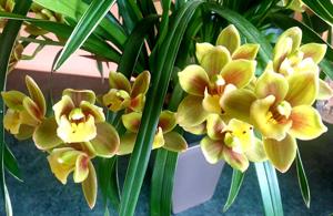 Cymbidium Eastern Wind