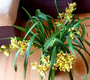 Cymbidium Eastern Wind