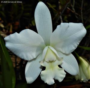 Cattlianthe White Bridal