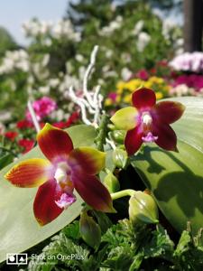 Phalaenopsis Tying Shin Fly Eagle