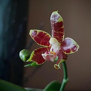 Phalaenopsis amboinensis-kunstleri