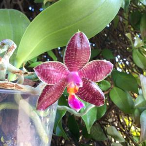 Phalaenopsis Luedde-violacea-Coral Isles-fasciata