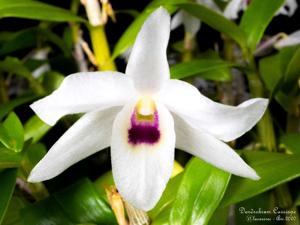 Dendrobium Cassiope