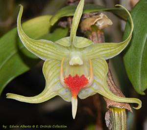 Dendrobium Peng Seng-tobaense