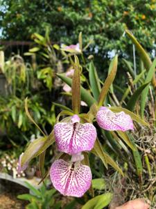 Brassocattleya Adrienne Arsht