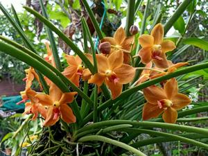 Paravanda Redland Stardust