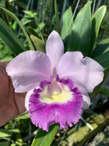 Cattlianthe Blue Angel