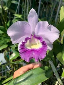 Cattlianthe Blue Angel
