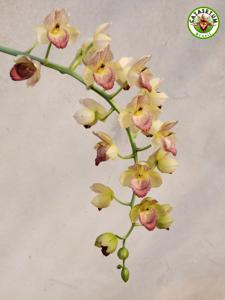 Catasetum Danilo Fernandez