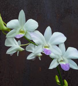 Dendrobium Burana Princess