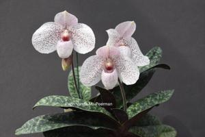 Paphiopedilum Vanda M. Pearman