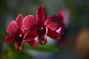 Dendrobium Black Mountain