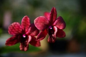 Dendrobium Black Mountain