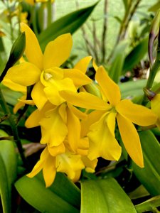 Enanthleya Golden Sunburst