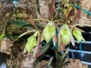 Brassoepidendrum Green Dragon