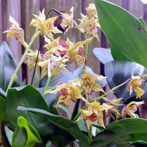 Dendrobium QF Mauka