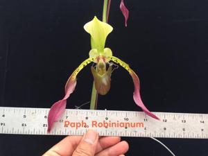 Paphiopedilum Robinianum