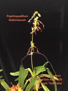 Paphiopedilum Robinianum