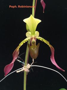 Paphiopedilum Robinianum