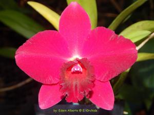 Rhyncholaeliocattleya Memoria Irene Feil