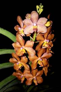 Vanda Carnival