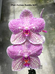 Phalaenopsis Fortune Buddha