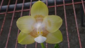 Phalaenopsis Zheng Min Polish