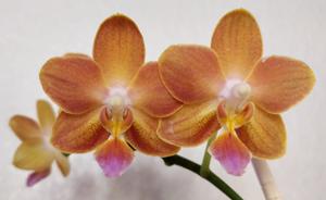 Phalaenopsis Citrus Candy