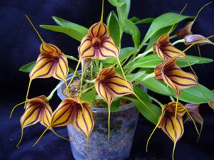 Masdevallia Teipels Zebra