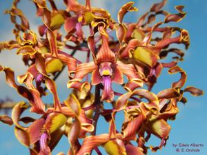 Dendrobium Caribbean Impala