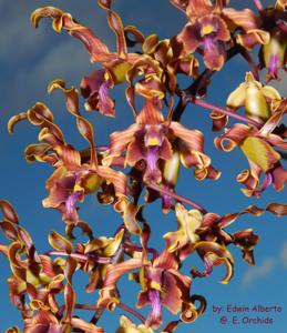 Dendrobium Caribbean Impala