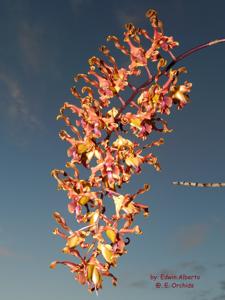 Dendrobium Caribbean Impala