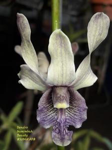 Dendrobium Numinbah Beauty