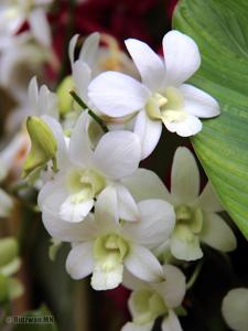 Dendrobium Shavin White