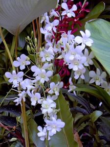 Dendrobium Shavin White